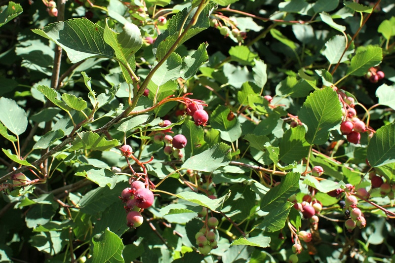 Saskatoon-Berries